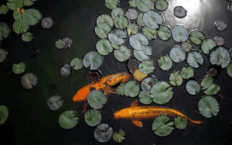 Pond Cleanouts